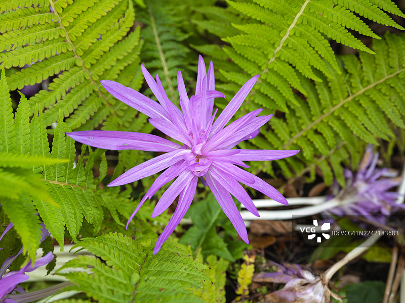 盛开的汤姆西尼番红花图片素材