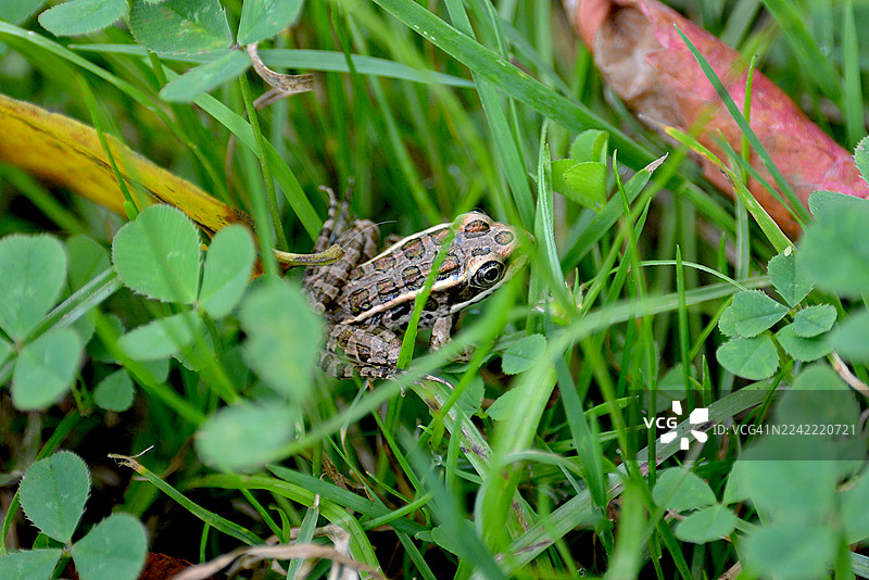 海滨蛙图片素材
