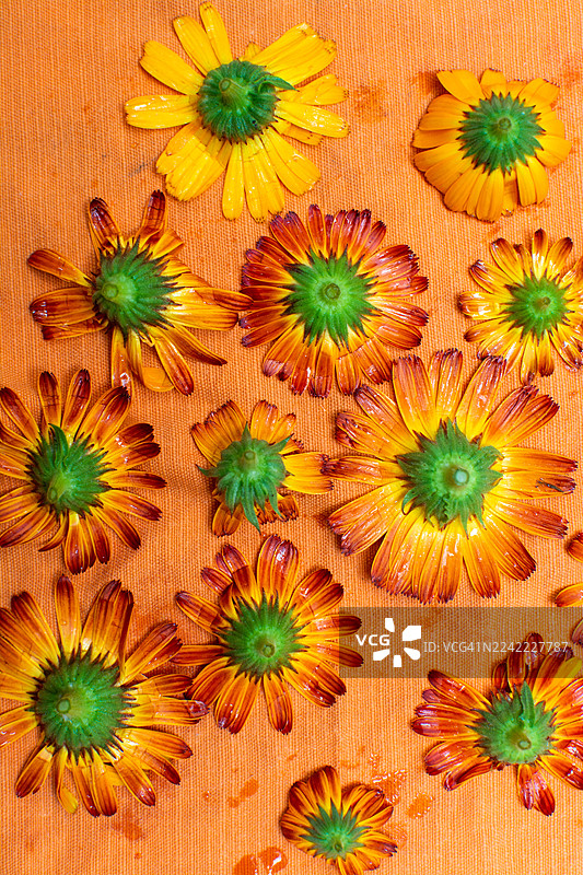 从俯视角度看，橙色表面上散落着金盏花图片素材