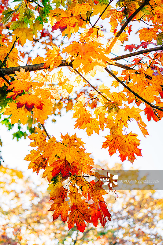 秋日枫叶在明媚阳光下构成温暖多彩的秋景图片素材