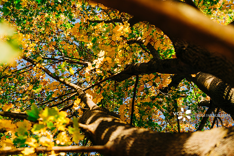 仰视视角穿过秋季树冠，金黄的叶子和阳光在树枝间洒落图片素材