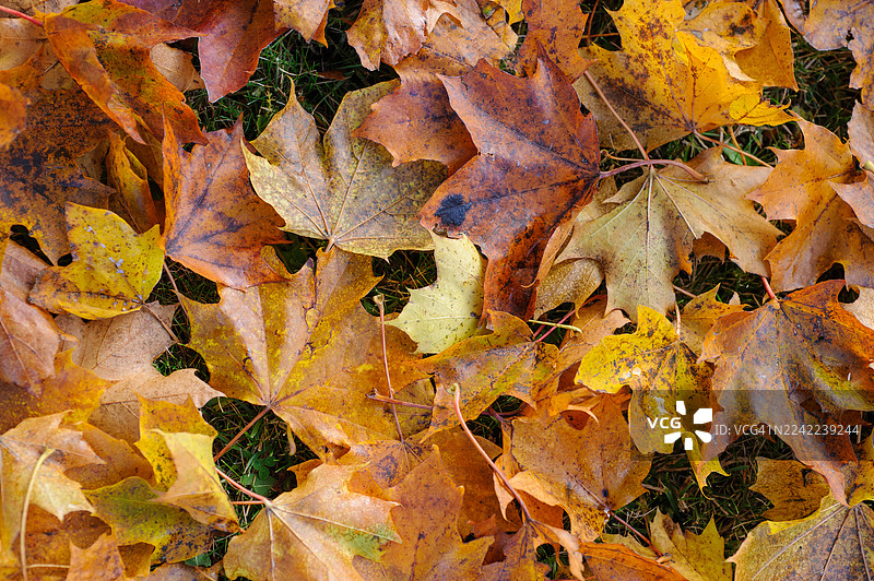 秋天的落叶图片素材
