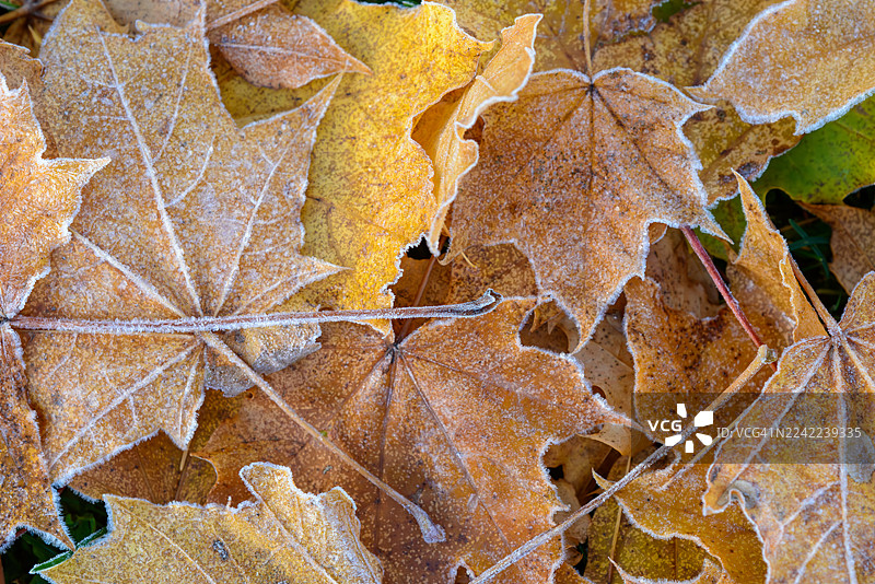 秋天的落叶图片素材