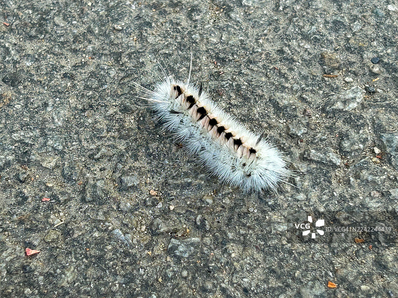 山核桃绒毛蛾幼虫图片素材