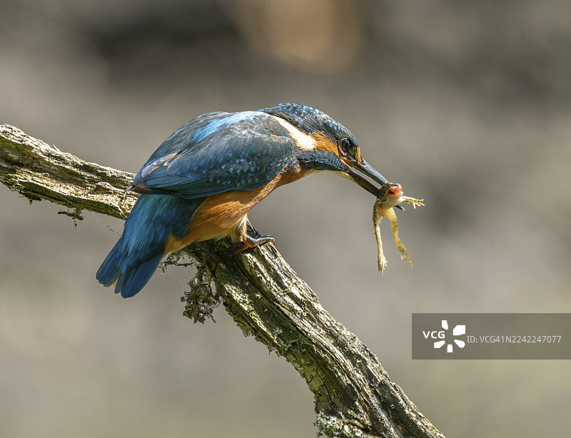 翠鸟（Alcedo atthis）栖息在树枝上，在室内，嘴里叼着捕获的青蛙（Rana），地点为德国下萨克森。图片素材