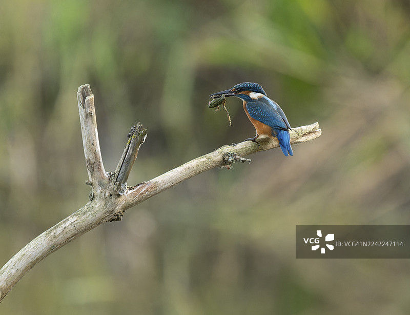 翠鸟（Alcedo atthis）栖息在树枝上，在室内，嘴里叼着捕获的猎物青蛙（Rana），德国下萨克森州图片素材