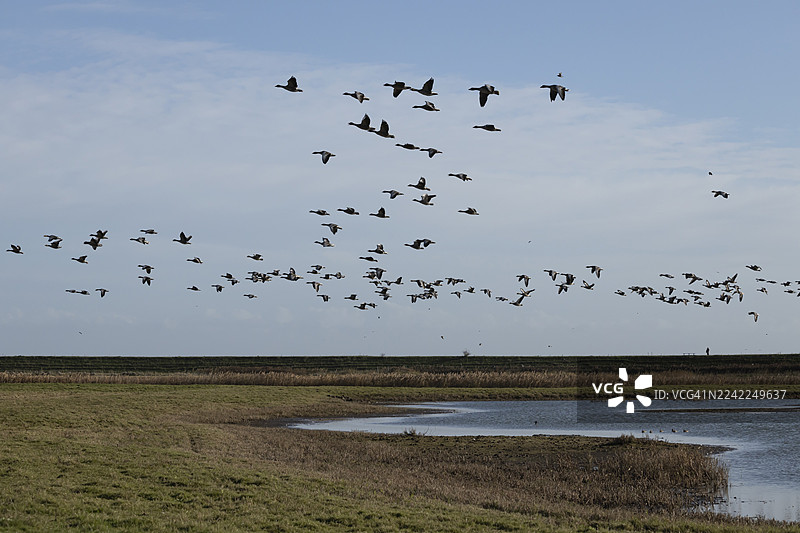 冬季,一群灰雁(Anser anser)成鸟在英国林肯郡弗拉姆普顿沼泽自然保护区(RSPB Frampton Marsh)的泻湖上空成群飞翔图片素材