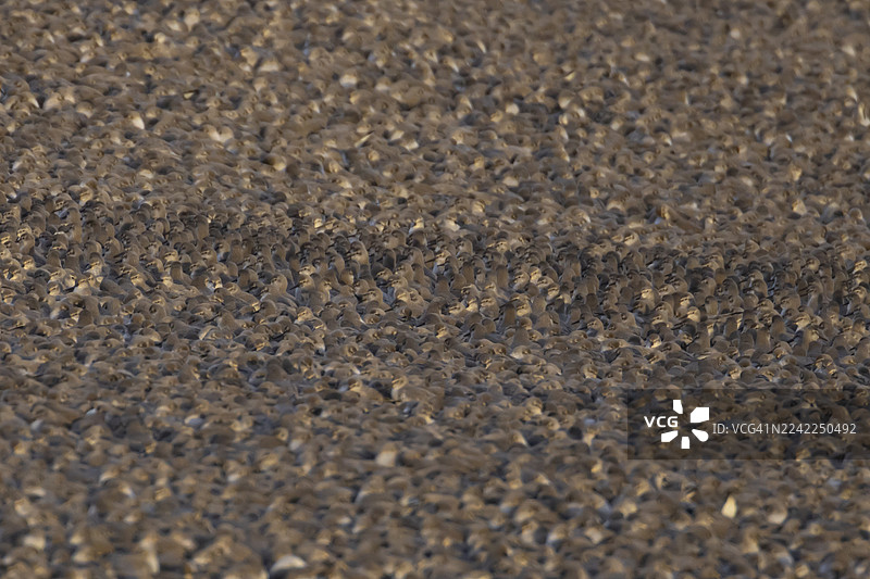 红腹滨鹬(Calidris canutus)成鸟在涨潮时于英格兰、联合王国诺福克郡斯内特舍姆皇家鸟类保护协会自然保护区海岸砾脊上涉水。图片素材