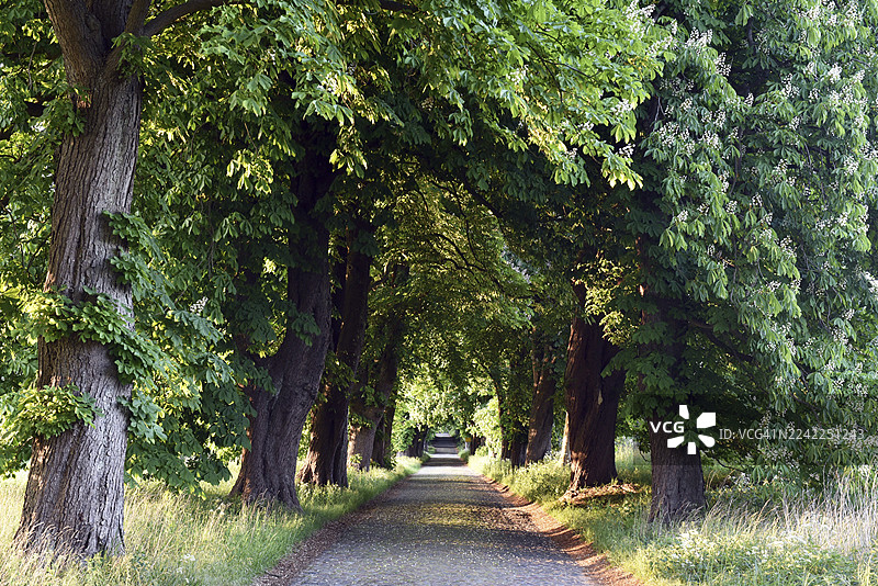 德国梅克伦堡-前波美拉尼亚州吕根岛兰肯-格拉尼茨附近的栗子巷图片素材