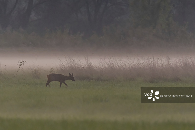 一只鹿在绿色的草地上安详地站立，周围弥漫着淡淡的薄雾。傍晚时分，阳光营造出欢快的氛围。法国阿尔萨斯省塞莱斯塔。图片素材