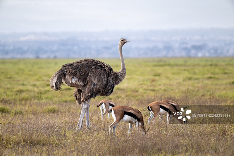 非洲鸵鸟（Struthio camelus massaicus），成年雌性，与东非汤氏瞪羚（Eudorcas thomsonii）在肯尼亚裂谷省安博塞利国家公园的草原上吃草。图片素材