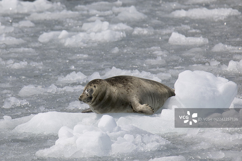 海豹在浮冰上睡觉图片素材