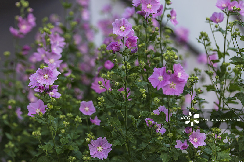 大滨葵，又称麝香锦葵图片素材