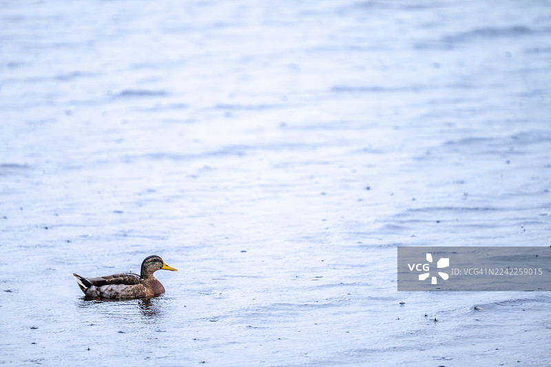雨天，一只雌性绿头鸭在水中游泳图片素材