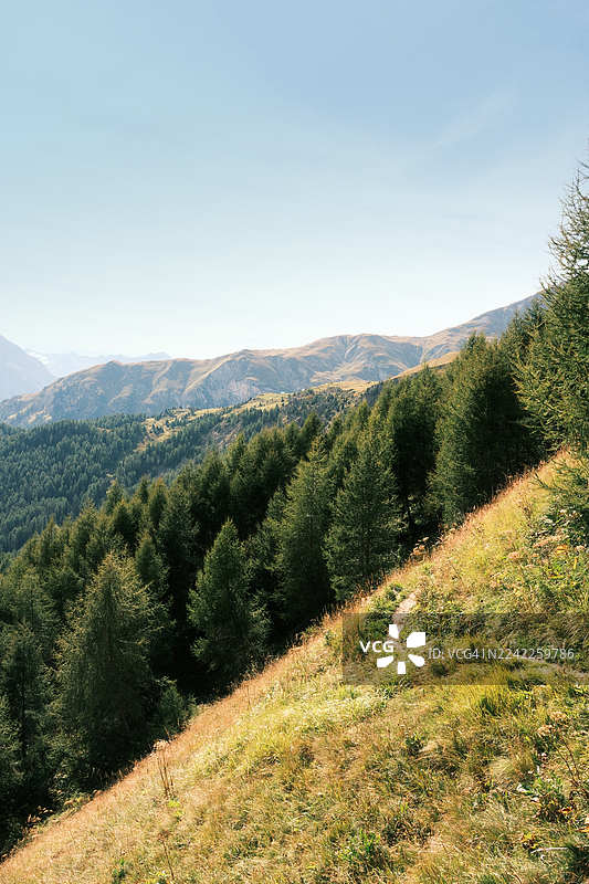 瑞士，富丹格隆德，Scuol，风景如画的山区景色，绿意盎然的山峦在湛蓝的天空下，一条蜿蜒的小径穿过树林图片素材