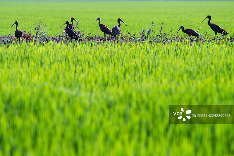 阳光明媚的日子里，在郁郁葱葱的绿色稻田里觅食的白鹮图片素材