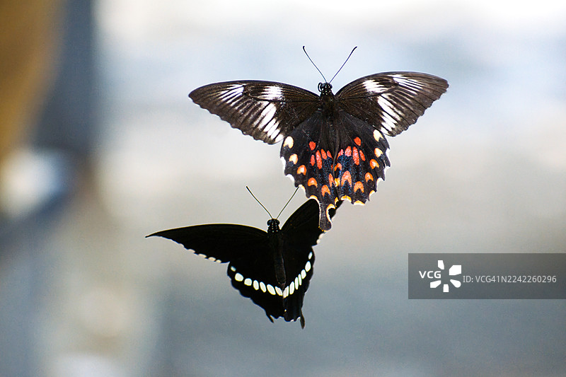 两只色彩鲜艳的蝴蝶在空中飞舞，精美的翅膀纹路在柔和的模糊背景下格外醒目图片素材