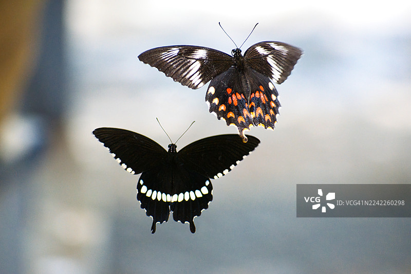 两只色彩斑斓的蝴蝶在模糊的背景中飞舞图片素材