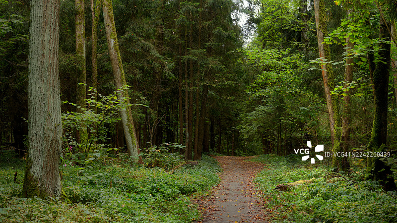 宁静的森林小径蜿蜒穿过茂密葱郁的绿树，吸引着人们去探索，并带来平和与自然之美，卡斯尔德莫特，爱尔兰，东部林地图片素材