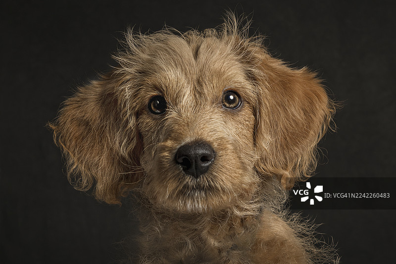 一只可爱毛茸茸的棕色狗狗的特写肖像，它有着明亮的眼睛，背景是深色的，正直接望着镜头。图片素材