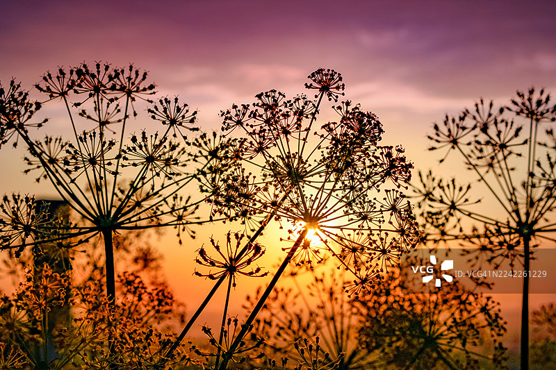 低角度拍摄，剪影植物映衬着生机勃勃的日落天空图片素材