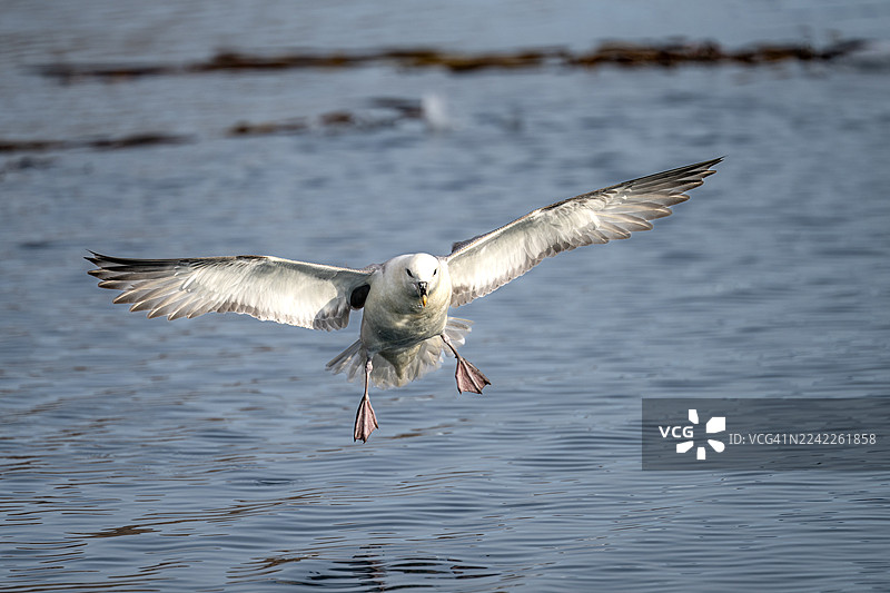 一只海鸥在水面上展翅飞翔的特写，它展开双翼，展现出坚定的目光和蹼足图片素材