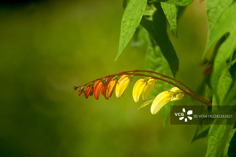 绿叶背景上鲜艳的黄色和橙色花瓣图片素材