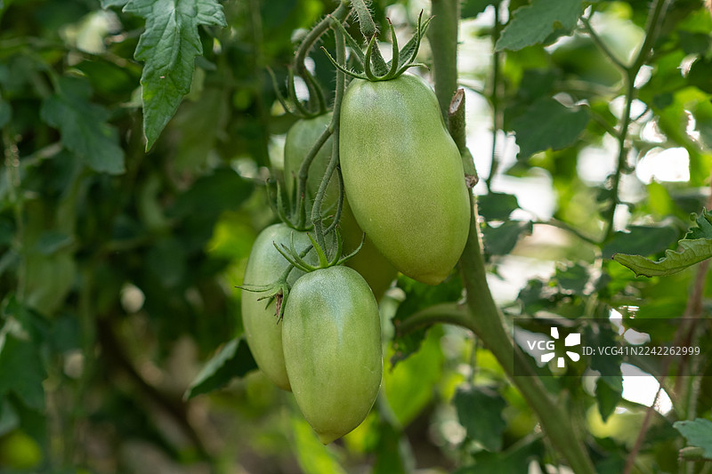 特写镜头：花园里，青番茄在藤蔓上成熟，沐浴在自然光下图片素材