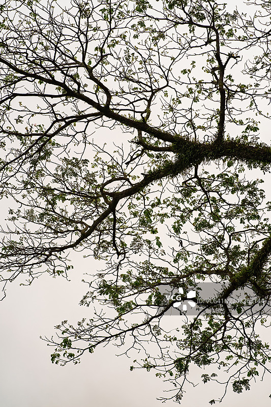 仰视树枝和绿叶衬托着明亮的天空，马来西亚瓜拉江沙图片素材