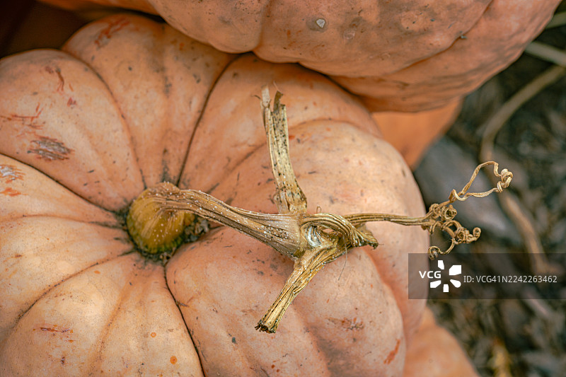 特写一颗大南瓜，拥有扭曲的瓜蒂和卷须，展现出纹理分明的表皮和泥土色调图片素材
