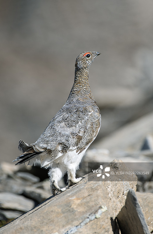 岩雷鸟栖息在岩石上的特写镜头，展现其自然栖息地图片素材