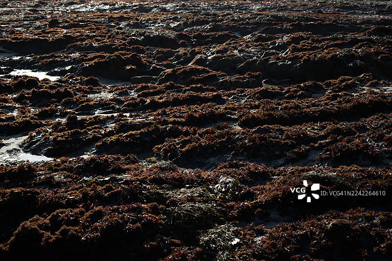 退潮时海滩上充满活力的红色海藻和湿沙的全帧镜头，在阳光和阴影下形成自然的抽象图案图片素材