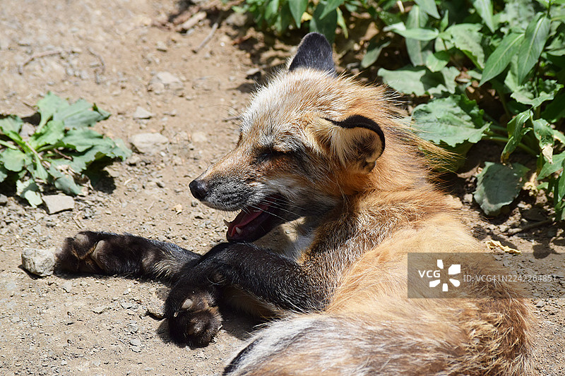 一只红狐狸趴在地上，张着嘴，看起来像是在打哈欠或喘气。图片素材