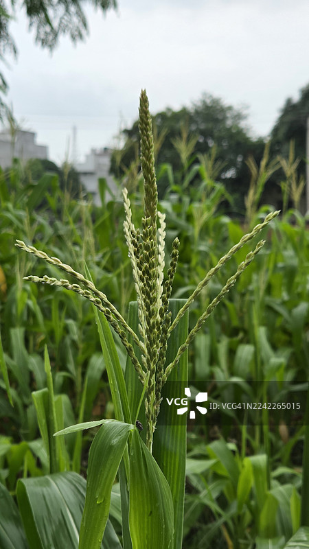 多云天空下田野里生机勃勃的绿色作物特写，展现了农业的生长和自然的风光图片素材
