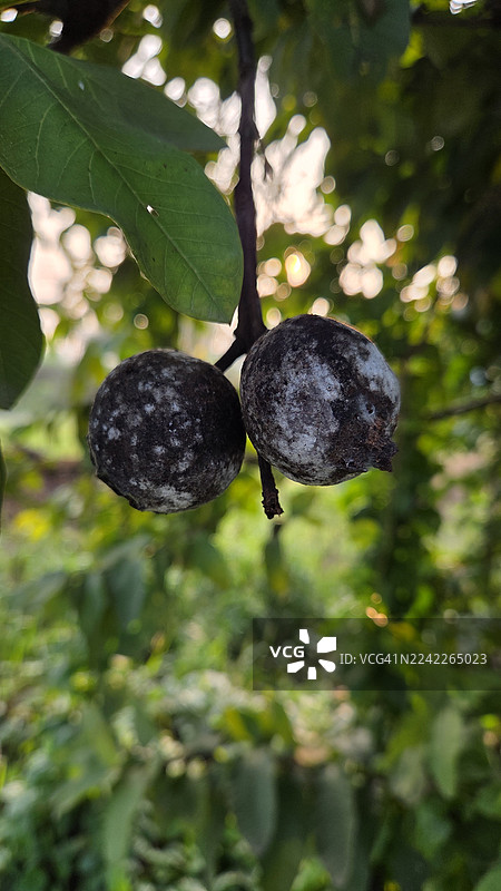 特写两颗带有白色粉状涂层的小圆黑果子，它们悬挂在树枝上，背景是模糊的绿色叶子。图片素材