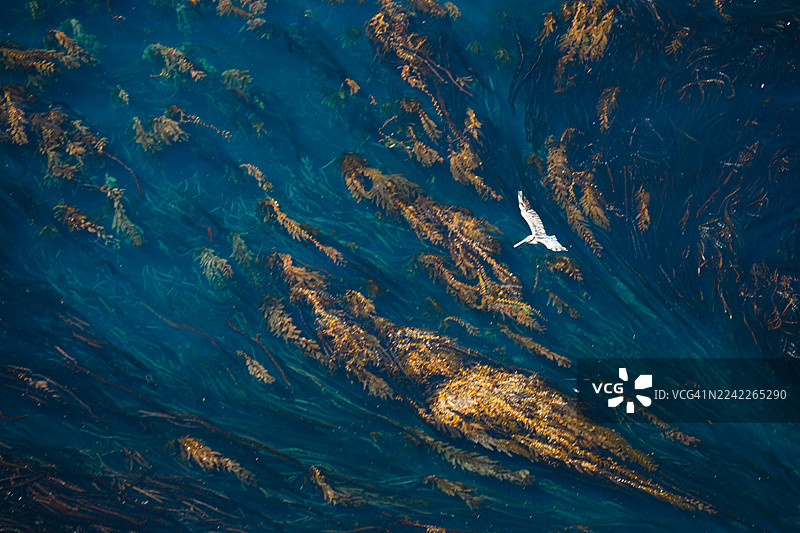 蔚蓝清澈的海水中，一只海鸥在生机勃勃的海带森林上空翱翔的航拍图图片素材
