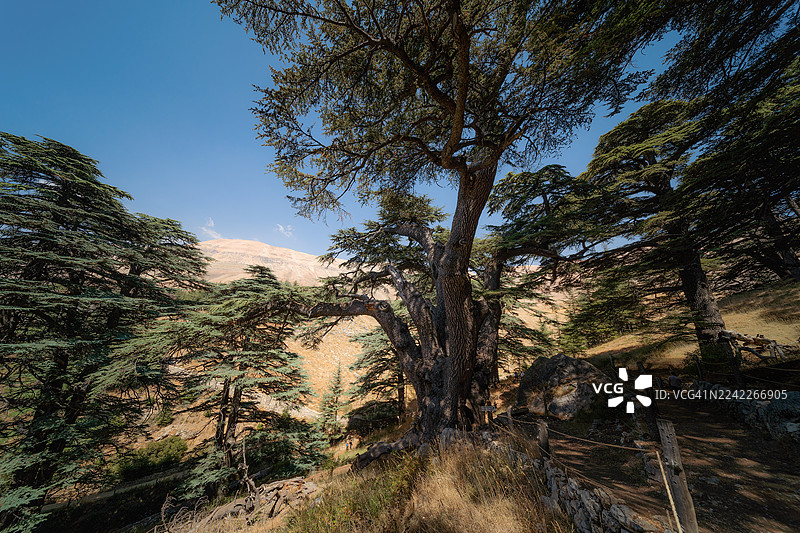 黎巴嫩山脉中，古老的雪松在晴朗的蓝天下挺立。图片素材