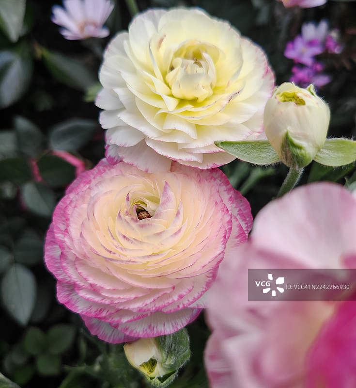 盛开的鲜艳粉白毛茛花特写图片素材