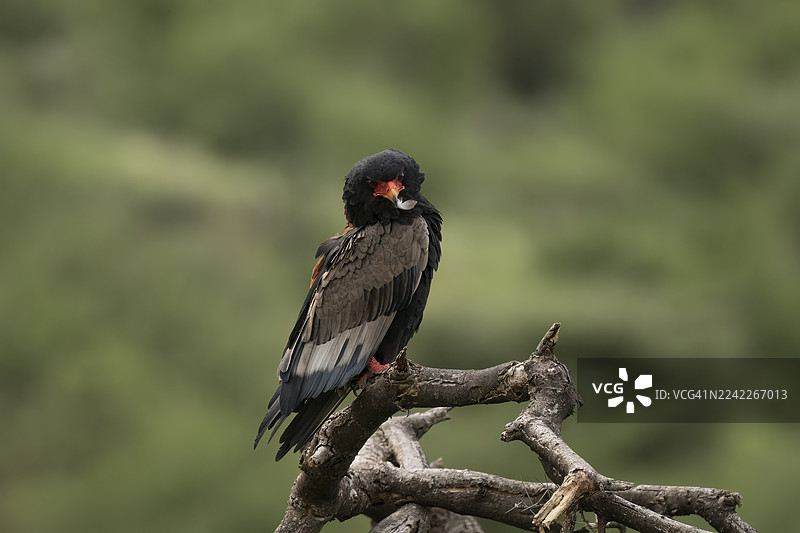 一只黑鹰（Bateleur eagle）栖息在光秃秃的树枝上，背景是柔和的绿色，特写镜头。图片素材