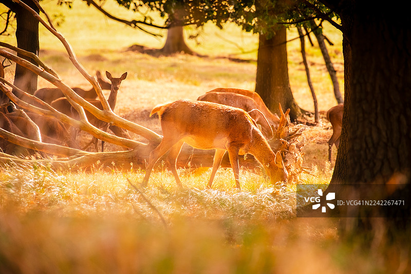一群鹿在阳光明媚的田野里，在树林间吃草，沐浴在金色的光芒中图片素材
