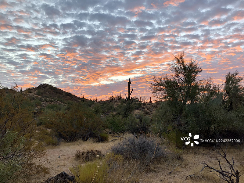 日落时分戏剧性的沙漠景观，有色彩鲜艳的云彩和仙人掌，美国斯科茨代尔，北阿尔玛学校公园大道图片素材