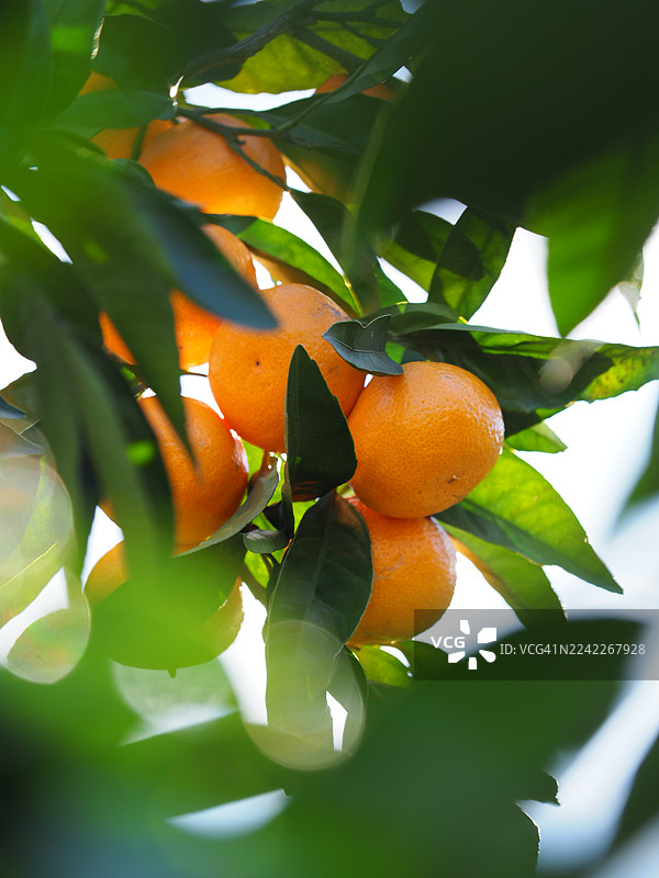 阳光沐浴下，树枝上鲜艳的橙子正在成熟的特写镜头图片素材