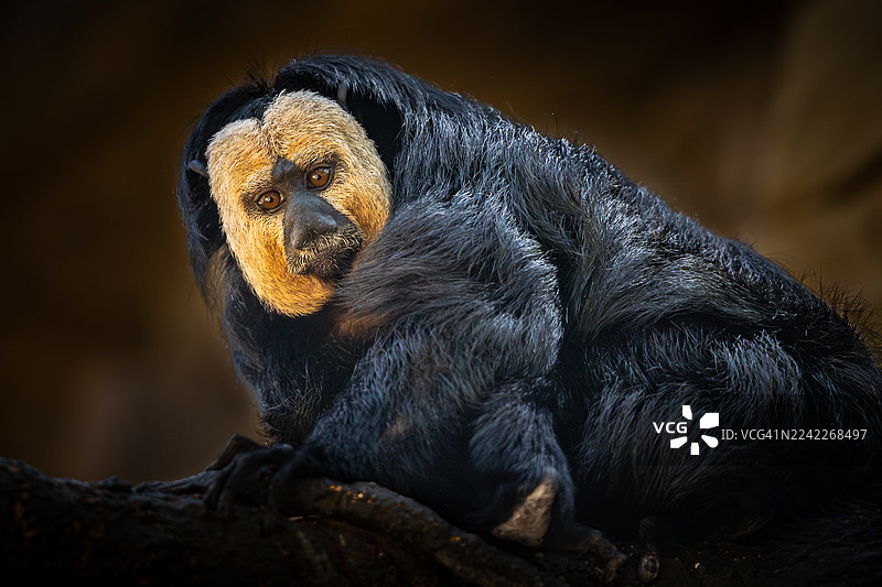 一只白脸僧帽猴的特写肖像，它正用锐利的眼神直视镜头图片素材