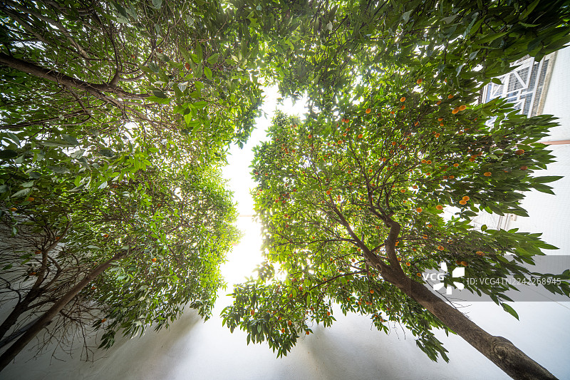 从低角度拍摄的鲜绿色果树，枝繁叶茂，在明亮的天空下形成天然的华盖，西班牙，阿马雷里韦拉图片素材