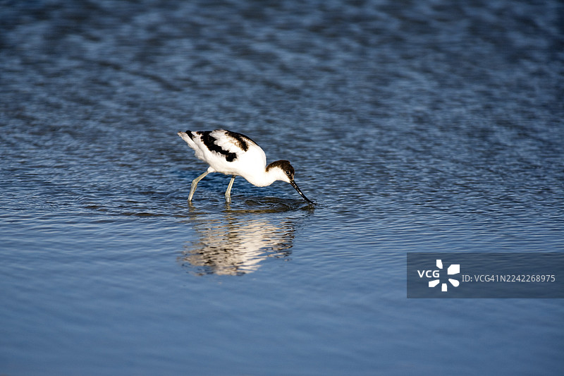 阳光明媚的一天，在西班牙的浅水区，一只反嘴鹬在觅食的侧视图图片素材