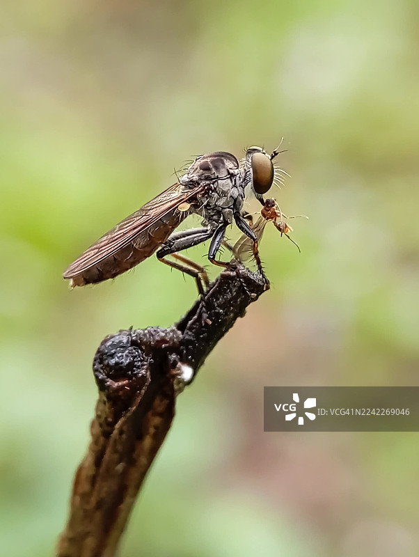 一只盗蝇栖息在树枝上，嘴里叼着猎物，特写镜头图片素材