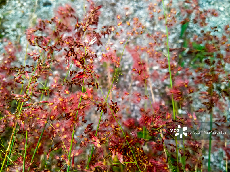 田野里鲜红绽放的草的特写图片素材