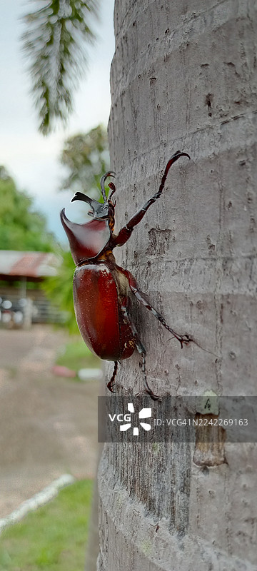 特写一只犀牛甲虫在树干上，展示其复杂的细节和自然栖息地图片素材