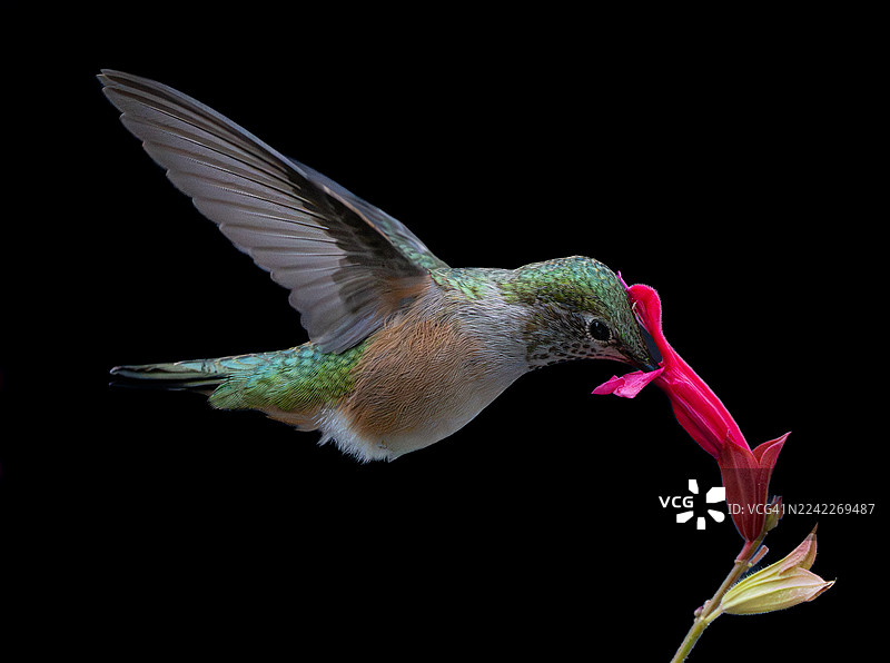 特写镜头：一只充满活力的绿色蜂鸟在飞行中，正在从一朵鲜艳的粉色花朵上吸食花蜜，背景为纯黑色。图片素材