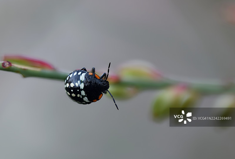 特写镜头：充满活力的哈雷奎因瓢虫幼虫在绿色植物茎上爬行，展现其独特的黑橙相间图案图片素材
